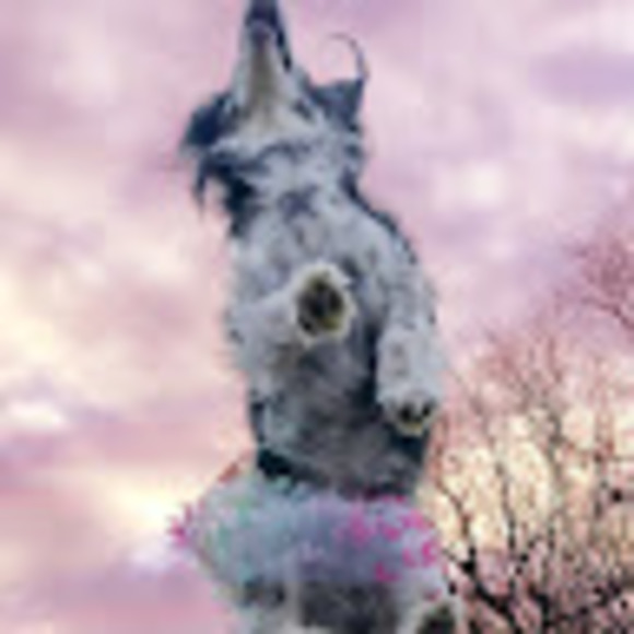 Meet your Posher, Amy - Picture 1 of 1